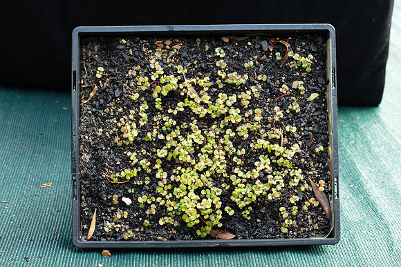 Simmonds_Eucalyptus_obliqua(Coastal-form)-3094