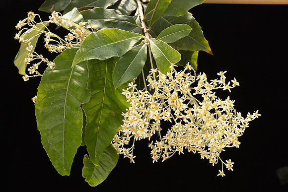 SIMMONDS_AST_Olearia_argophylla-0006