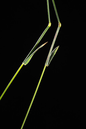 Simmonds_LC_Echinopogon-ovatus_Hedge-Hog_grass-2532