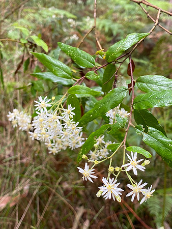 Simmonds_LC_Olearia-8299_web