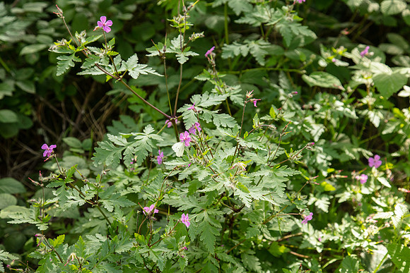 SIMMONDS_LC_Geranium_yeoi-0235