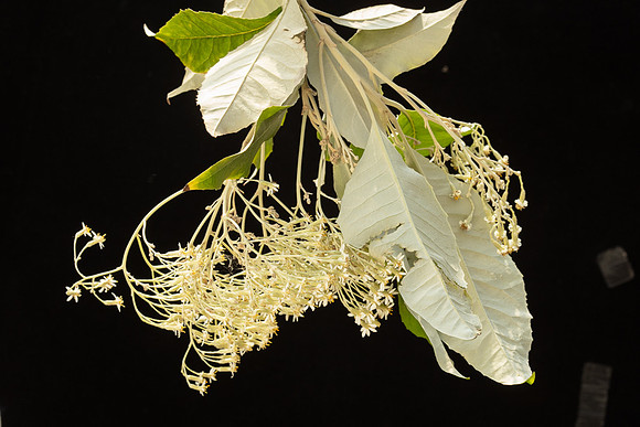 SIMMONDS_AST_Olearia_argophylla-0013