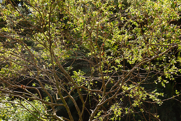 SIMMONDS_LC_PImelea_ligustrina-0211_web