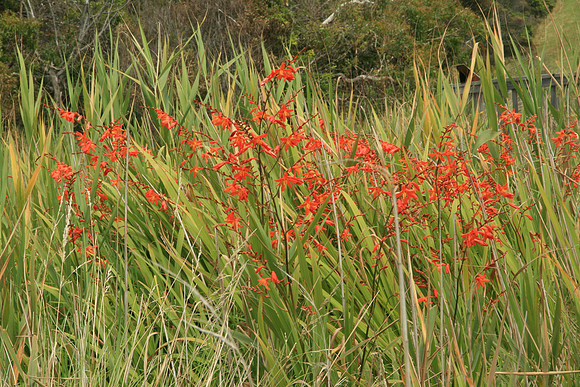 SIMMONDS_LC_Crocosmia_X_crocosmiiflora_(Montbretia)-7120