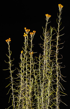 Simmonds_LC_Chrysocephalum_semipapposum-2-2