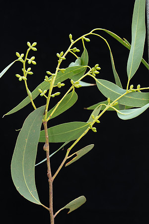 SIMMONDS_LC_Eucalyptus_viminalis-2668