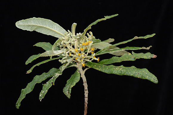 SIMMONDS_LC_Flora_Bedfordia_arboressens-5035