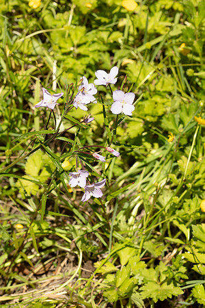 SIMMONDS_LC_Epilobiun_pallidiflorum-0120_web
