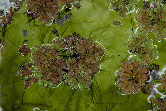 SIMMONDS_LC_Flora_Azolla_Aquatic-fern-5052