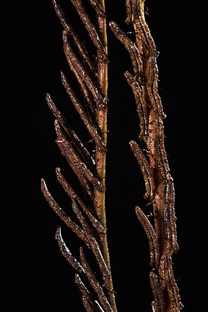 Simmonds_Blechnum_fluviatile-2