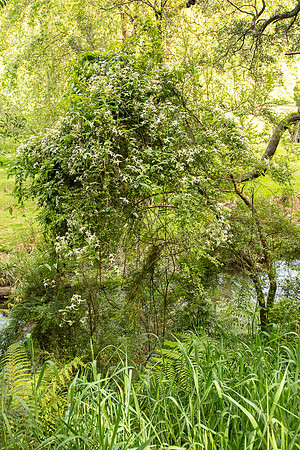 SIMMONDS_LC_Plant_Guide-0242