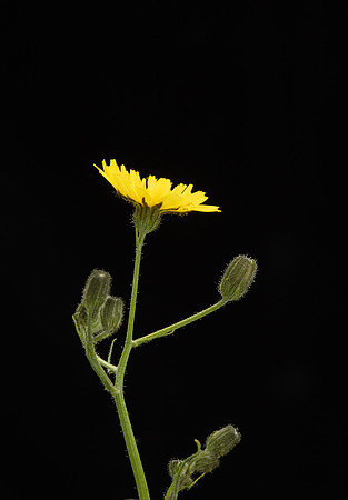 SIMMONDS_LC_Plants_Crepis_capillaris-0952