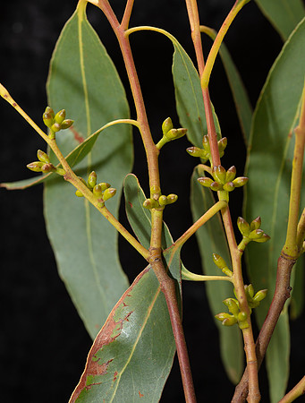 Simmonds_LC_Eucalyptus_aromaphloia ?-3217