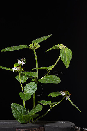 Simmonds_LC_Mentha_laxiflora-2475