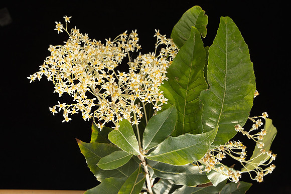 SIMMONDS_AST_Olearia_argophylla-0006_web