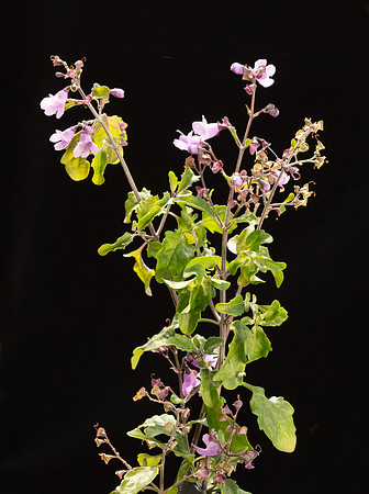 SIMMONDS_LAM_Prostanthera_melissi_folia-0029_web
