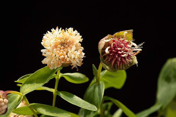 SIMMONDS_TH-Pimelea_Ligustrina-9996
