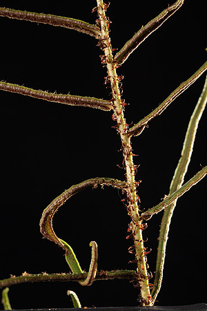 SIMMONDS_LC_Blechnum_wattsii(Hard_Waterfern)-8621-2