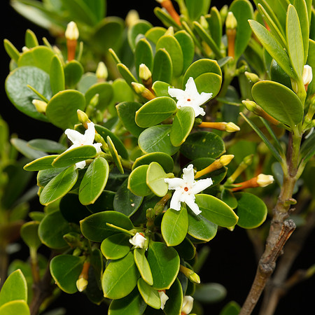 SIMMONDS_LC_Alyxia-buxifolia-1952