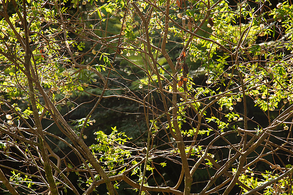 SIMMONDS_LC_Plant_Guide-0212