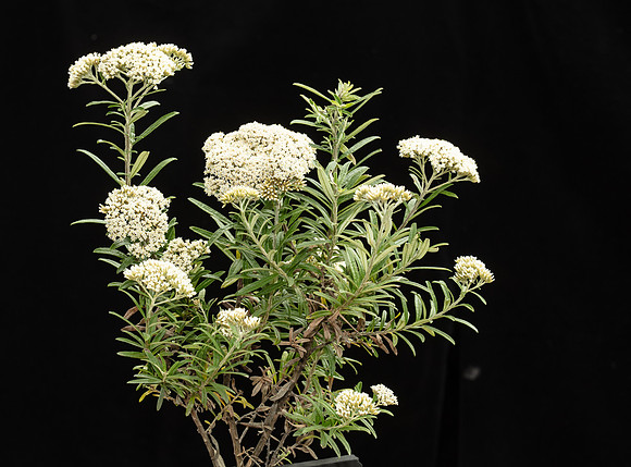 Simmonds_LC_Ozothamnus_ferrugineus_Tree-Everlasting-1944