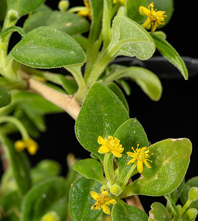 Simmonds_LC_Tetragonia_implexicoma-3840