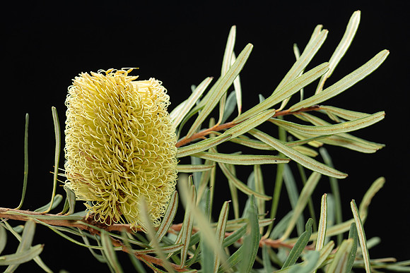 SIMMONDS_LC_Banksia_marginata-2660