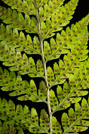SIMMONDS_LC_Lastreopsis_acuminata(Shiny-shieldfern)-8587-2