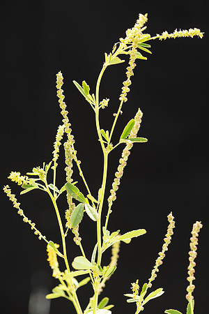 Simmonds_LC_Melilotus_indica_Melilot-0902_web