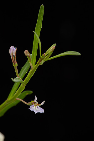 Simmonds_LC_Lobelia_anceps_Angled-Lobelia-0960