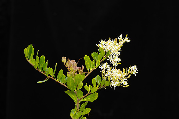 SIMMONDS_LC_Alyxia-buxifolia-1957_web