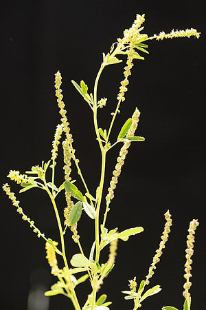Simmonds_LC_Melilotus_indica_Melilot-0904_web