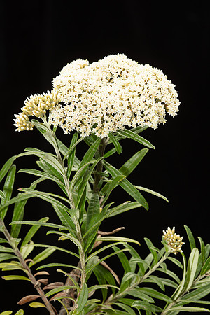 Simmonds_LC_Ozothamnus_ferrugineus_Tree-Everlasting-1938_web