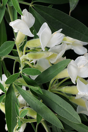 Cytisus palmensis ICC4491 Leaves + flowers