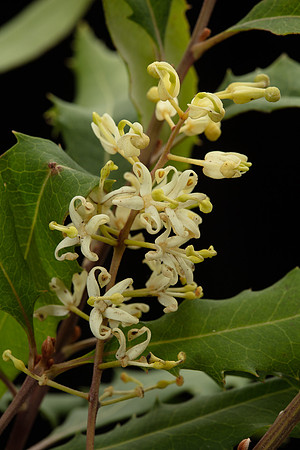Simmonds_LC_Lomatia_fraseri_Tree_Lomatia-2098_web
