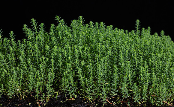 SIMMONDS_LC_Plants_Linum_marginale_(Native_Flax)-9297