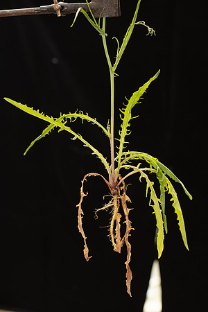 SIMMONDS_LC_Plants_Crepis_capillaris-0944_web