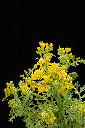 Simmonds_LC_Senecio_jacodaea_Ragwort-1934_web