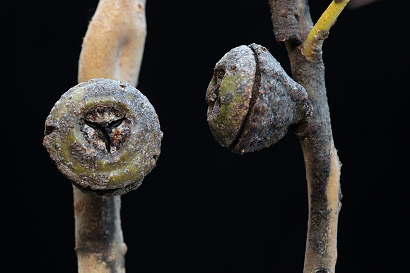Simmonds_LC_Eucalyptus_globulus_ssp._globulus-3734