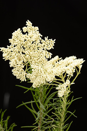 SIMMONDS_LC_Plants_Cassinia-0971_web