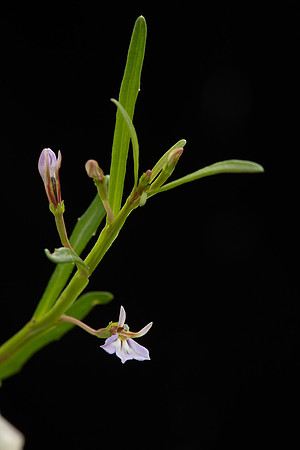 Simmonds_LC_Lobelia_anceps_Angled-Lobelia-0959_web