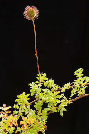 SIMMONDS_LC_Acaena-anserinifolia-2034