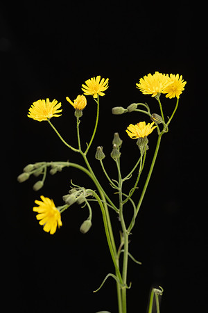 SIMMONDS_LC_Plants_Crepis_capillaris-0947_web