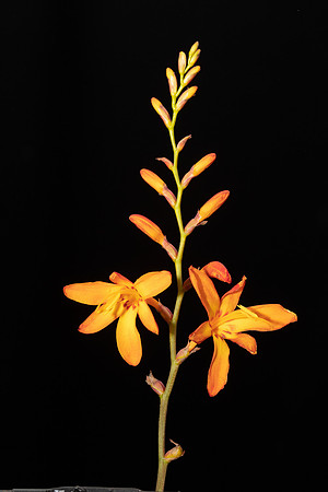 Simmonds_LC_Crocozmia_x_crocosmiiflora-2071_web