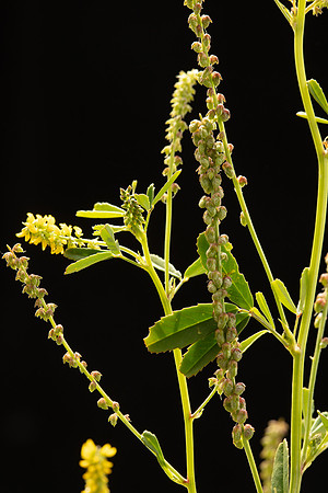 Simmonds_LC_Melilotus_indica_Melilot-0909