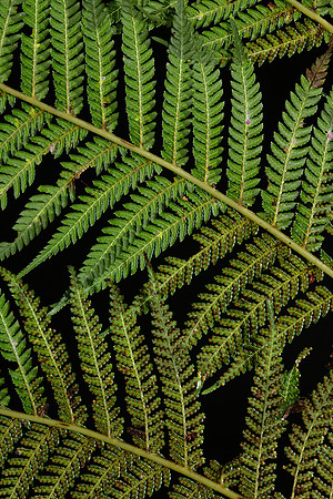 Simmonds_Dicksonia_antarctica_(Soft-treefern)-9282