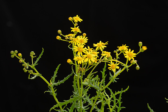 SIMMONDS_LC_Plants_Senecio_pinnatifolius-0916
