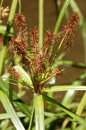 SIMMONDS_LC_Syperus_lucidus-0157