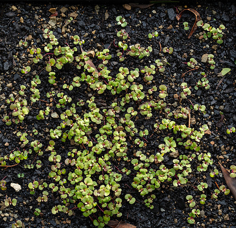 Simmonds_Eucalyptus_obliqua(Coastal-form)-3093