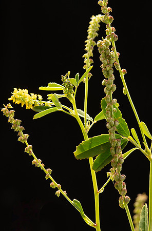 Simmonds_LC_Melilotus_indica_Melilot-0909